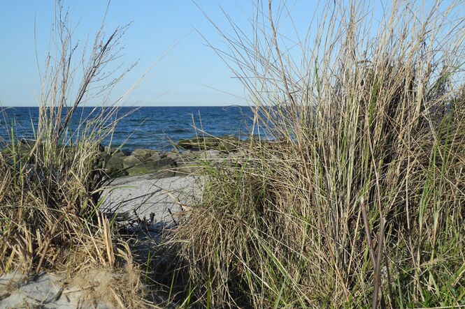 Danddüne an der Ostsee